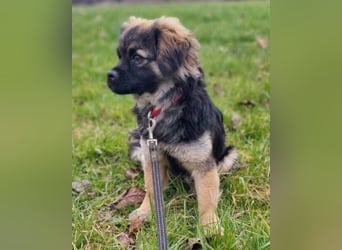 Kleine, feine ♥Roma♥ auf Körbchensuche