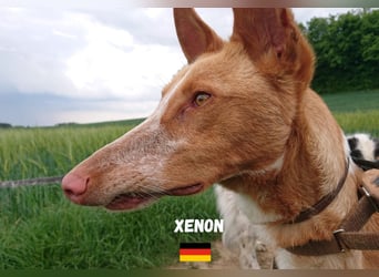 Xenon,geb.08/23,lieber Podenco sucht seine Familie,bereits in DE auf Pflegestelle in 86685 Huisheim