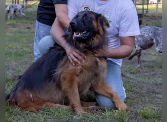 Carlo