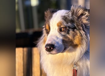 Alfred - ein besonderer Hund sucht seinen speziellen Menschen - Tierhilfe Franken e.V.