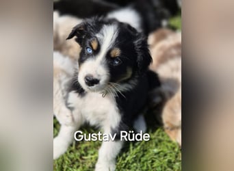 Australian Shepherd Welpen