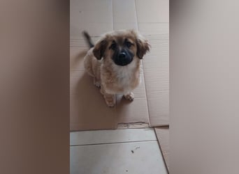 Kleiner Olaf sucht liebevolles Zuhause