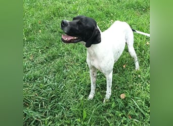 Kunta Kinte - ein ganz besonderer, freundlicher und gehorsamer Hund sucht ein liebevolles Zuhause