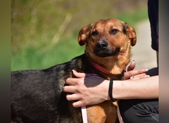 Bobko ist ein entspannter, lieber Hund