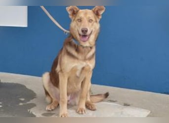 Twix, ein fröhlicher und aktiver Junghund voller Entdeckerfreude