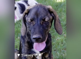 Adam, Ajax und Timmy suchen ein Zuhause