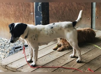 Aline, Jack Russell Mischling, geb. 2024, aktive Junghündin sucht aktive Familie