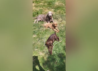 Welpen Labradoodle F1 Braun Könispudel x Labrador