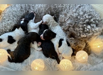 Lagotto Romagnolo Welpen