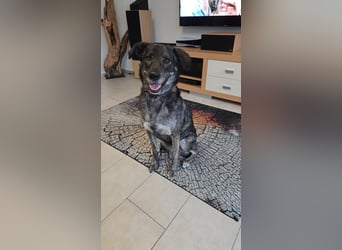 Elfie, Schäferhund-Mix, lieb und verträglich