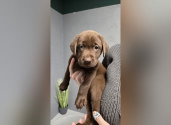 Labradorwelpen suchen ihre neue Familie