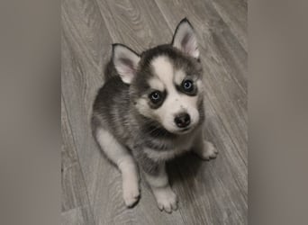 Zauberhafte Pomsky Welpen in echter Minihusky-Optik
