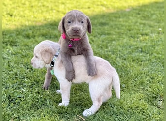Labrador Welpen  Hündin Silber  Mädchen Silber