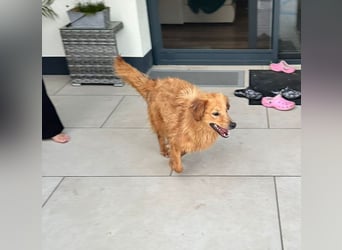 Buffy braucht ein fröhliches Zuhause