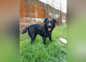FLOKI - der freundliche und verspielte junge Rüde freut sich auf tolle Abenteuer mit seiner Familie