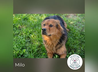Milo – Harte Schale, weicher Kern