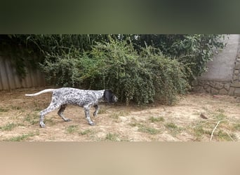 Braque d'Auvergne (Auvergne Vorstehhund) Welpe