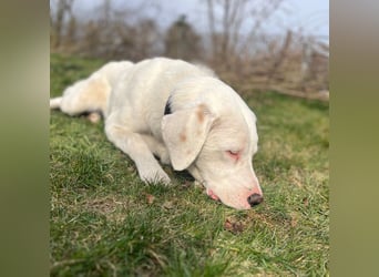 VANCOUVER – großer Herzenshund mit Herdenschutzhund-Seele