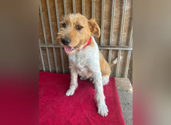 Flip, Foxterrier-Mix, Rüde, geb. am 01.01.2024, 45 cm