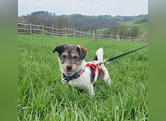 Ivy, eine freundliche aufgeweckte Hündin