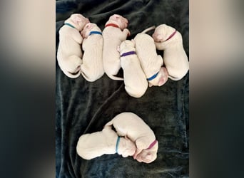 NEUE Welpen sind da.. die reinrassigen Dogo Argentinos mit Ahnenpass