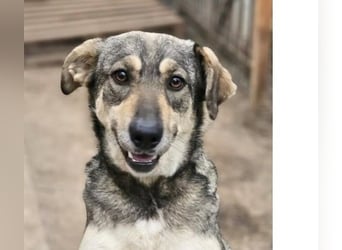 Nadja - freundliche, verspielte Schäferhund-Mix Hündin / Pflegestelle in 38...Remlingen