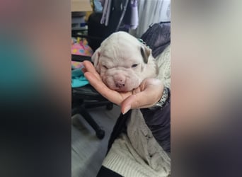 American Bulldog Welpen