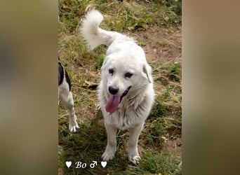 Kokonimix Bo und Benji suchen ab sofort ein Zuhause