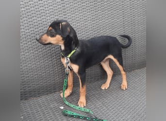 Hundewelpe Leno