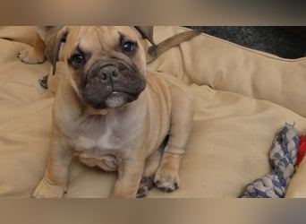 Freiatmige Bulldoggenwelpen Abgabebereit