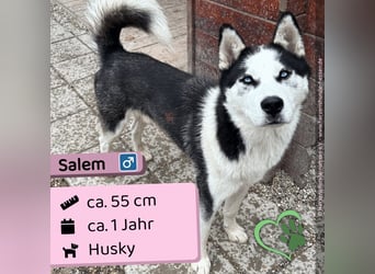 Salem