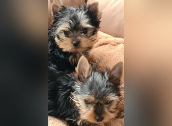 Yorkshire-Terrier Welpen,  reinrassig mit Ahnentafel sofort abgabebereit