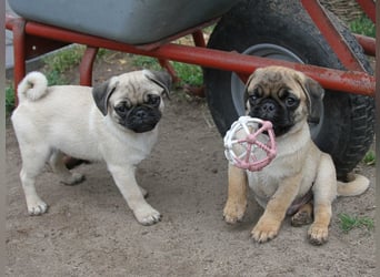 Mops 2.0 Welpen, Rüde, 13 Wochen, Ahnentafel CfdM / VDH / FCI