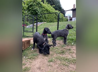 Deerhoundwelpen suchen ein liebevolles Für-Immer-Zuhause