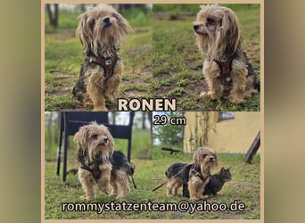 Ronen zeigt ein gutes Sozialverhalten
