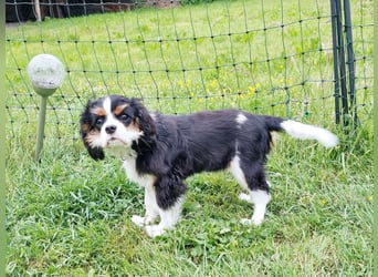 Cavalier King Charles Spaniel Tricolor Rüde