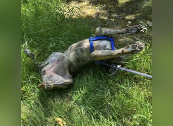 Niki eine Zaubermaus