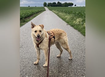 Anton ❤️Pflegefamilie 41812 Erkelenz