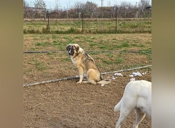 Darla- griechischer Schäferhund-Mischling
