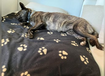 liebe Alice in 8048 Zürich sucht ihr Zuhause für Immer