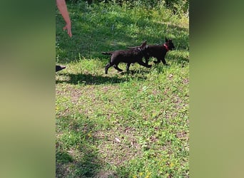 schwarze Schäferhunde aus Leistungszucht