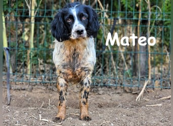 Mateo 06/2020 (ESP) - sehr sozialer und anhänglicher Bretonischer Spaniel!