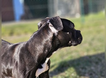 Old Englisch Bulldog - Alternativ English Bully Hündin !
