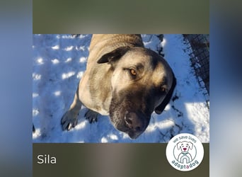 Sila: Große Hündin mit großem Herzen