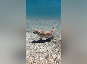 Golden Retriever Deckrüde