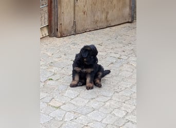 Schäferhund-Mischlingswelpen