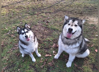 Welpen Alaska Malamute- Husky Mix