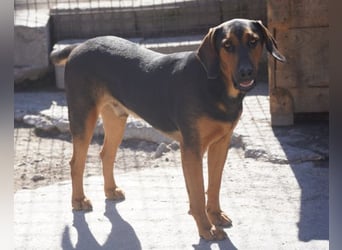 Levi ❤️ Bracke-Mix, verspielt+ aufgeschlossen