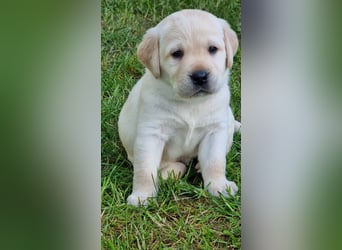 Labrador Welpen mit Ahnentafel, abzugeben ab Mitte /Ende Mai