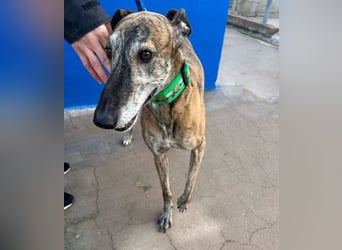 Wally, einfühlsamer verschmuster zugänglicher Galgo Mann